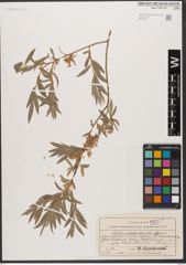 Foto von Salix niedzwieckii Goerz